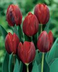 Couleur Cardinal